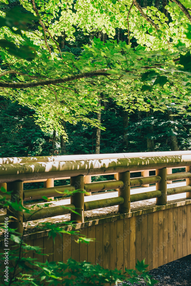 Fototapeta premium 青森県 奥入瀬渓流 森の中の遊歩道 木漏れ日