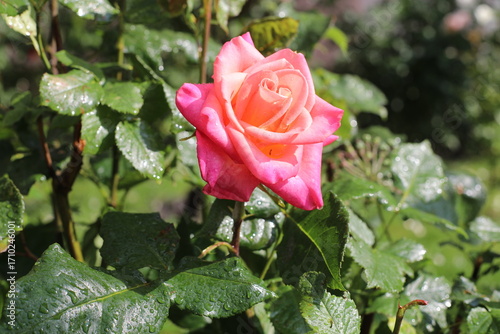 red rose in garden