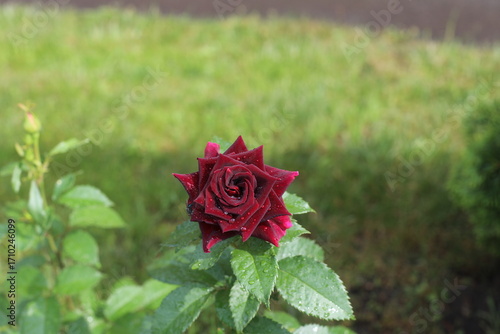 red rose in garden