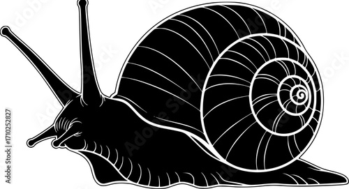 sea snail line art silhouette vector illustration
