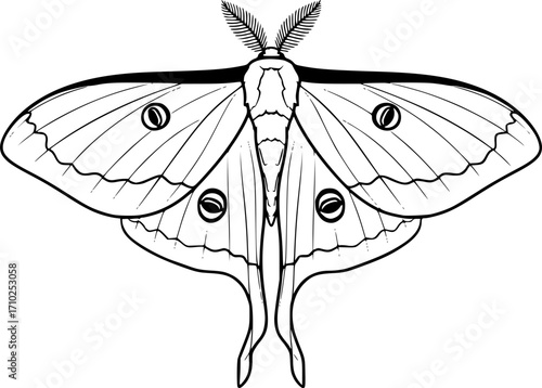 luna moth line art silhouette vector illustration