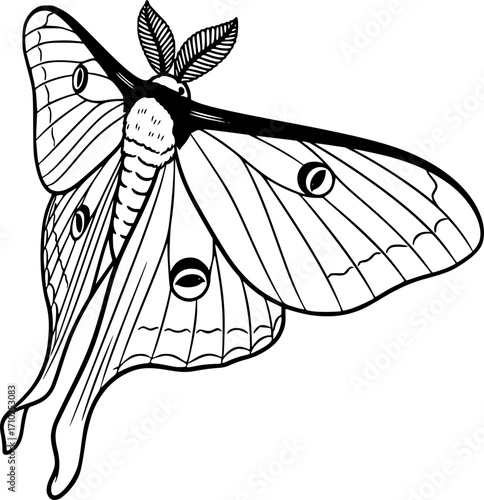 luna moth line art silhouette vector illustration