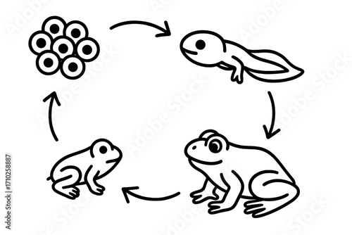Frog life cycle vector line art illustration. Metamorphosis from egg, tadpole, froglet to adult. Educational biology infographic. Cartoon animal development stages set.