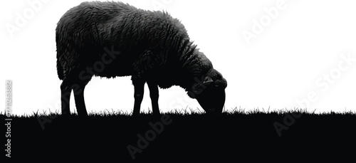 A black sheep grazing a grassy field, its dark silhouette starkly contrasted against the bright
