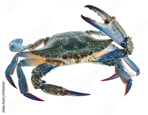 Blue Crab Side Profile Walking Pose, Detailed Realism, Isolated