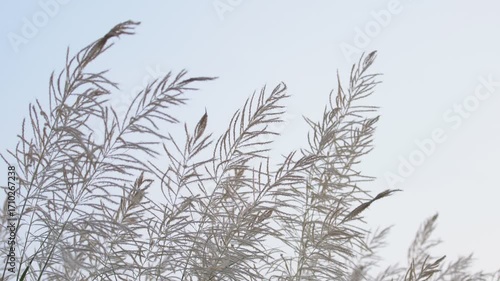 Delicate Grass Blades Swaying Gently in the Soft Breeze Outdoors