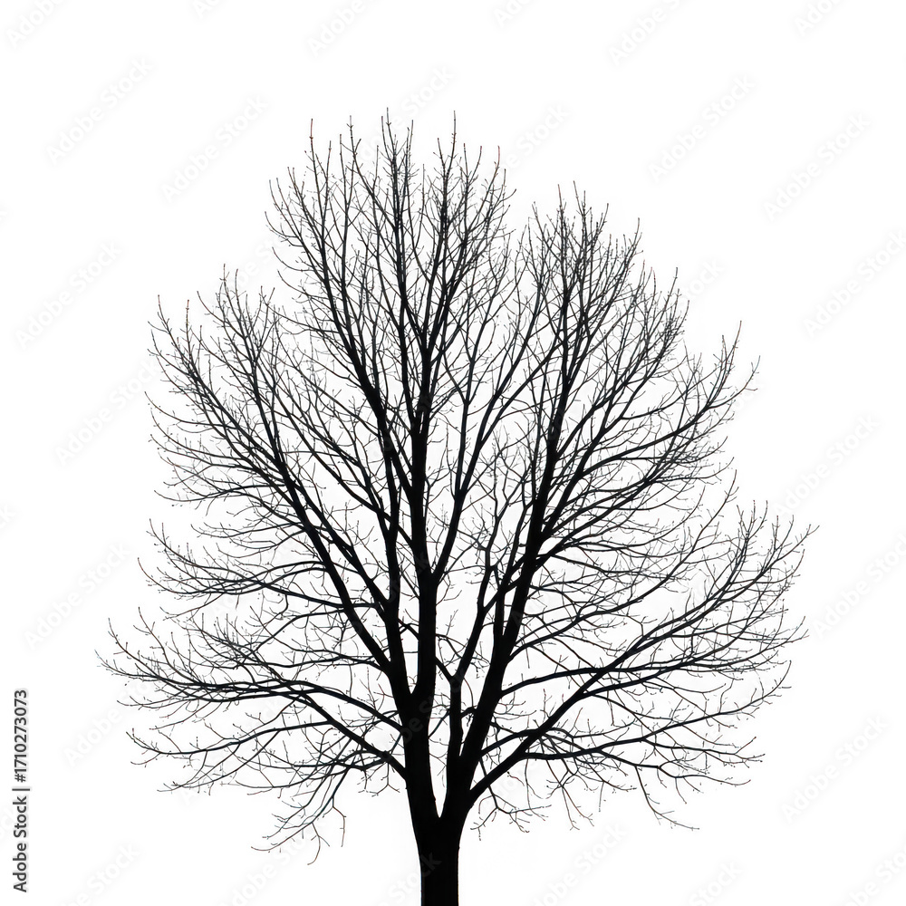 Obraz premium Detailed black and white silhouette of a dense deciduous tree isolated on transparent background