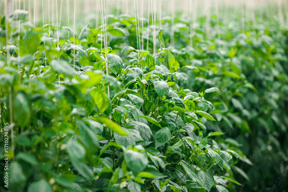 Fototapeta premium Lush green pepper plants in rows at a sustainable greenhouse farm