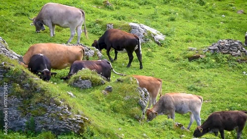 Wallpaper Mural Herd of Swiss cows grazing on green alpine meadows, their traditional bells ringing in the peaceful landscape of the Alps Torontodigital.ca
