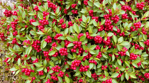 Low-growing shrub covered in small red berries, low growing, arctostaphylos uva ursi, kinnikinnick