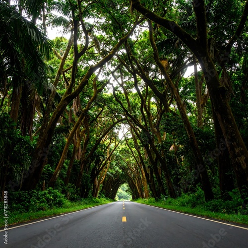 Lush, green, tree-lined road