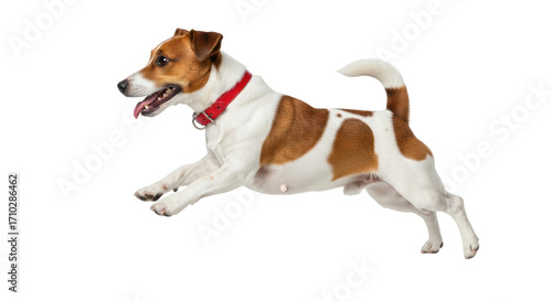 Isolated Jack Russell Terrier dog with red collar in midair, running or jumping cheerfully