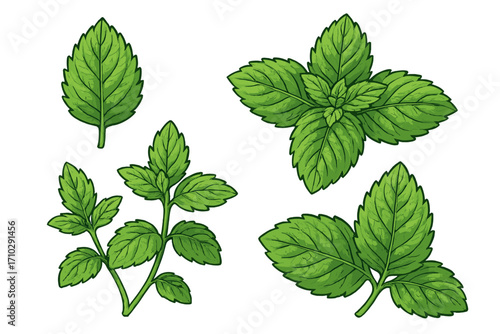 Set of fresh green mint leaves and sprigs. Botanical vector illustration collection of peppermint or spearmint herbs. Detailed cartoon drawing for food, drink, and cosmetic design.
