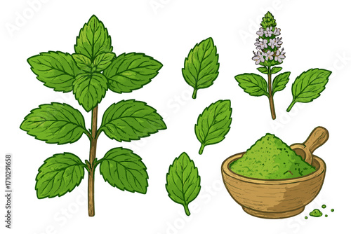 Mint plant botanical illustration set. Vector collection of fresh peppermint leaves, flower, and dry herbal powder in wooden bowl. Concept for natural tea and medicine.