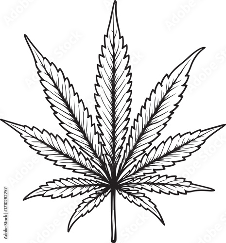 Cannabis Marijuana Leaf CBD THC Medical Vector Illustration, Sketch Drawing Line Linear Symbol Icon Engraving Coloring Book, Hand-drawn Doodle Black and White Isolated