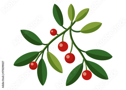 Simple Mistletoe Branch with Red Berries and Green Leaves Illustration