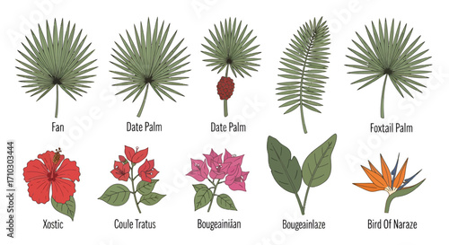 Exotic flora illustrations: Palm varieties and vibrant tropical flowers showcasing botanical