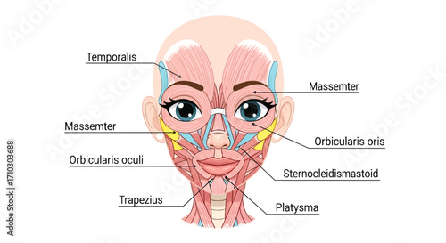 Human face muscles anatomical chart illustration demonstrating facial anatomy detailed scheme