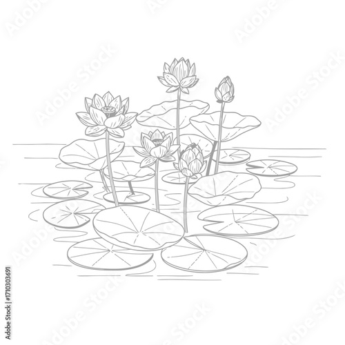 Hand-drawn sketch of a serene lotus pond featuring beautiful water lily flowers and pads. An elegant black and white floral line art illustration
