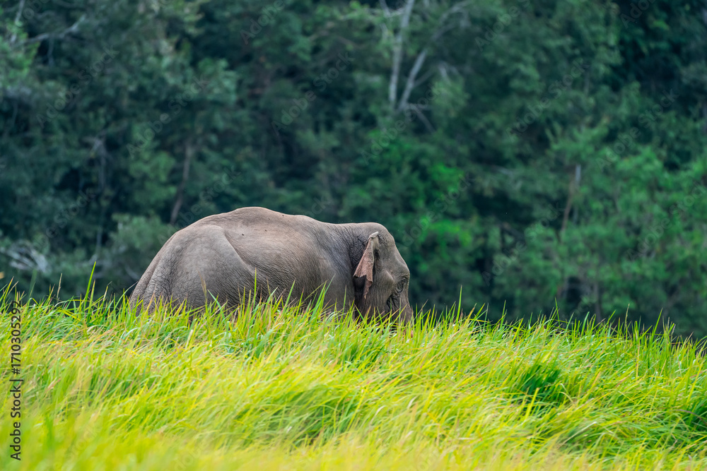 Fototapeta premium Its body is gray, its snout is called the trunk. The trunk of the Asian elephant has only one beak. Nakhon Ratchasima, Thailand.