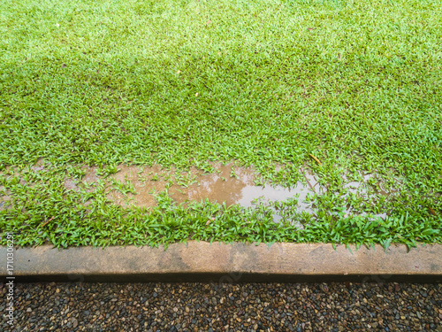 Tableau sur toile Grass died because yard drainage problems and waterlogged lawns.