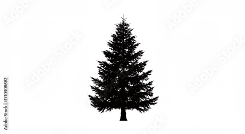 Silhouette of a fir tree