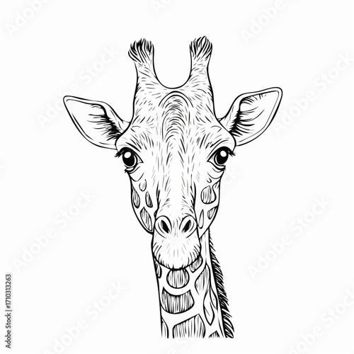 Detailed black and white line art illustration of a giraffe head, hand-drawn in an intricate sketch style. A captivating vector artwork showcasing the majestic animal