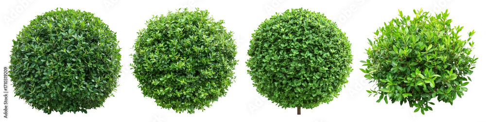 Fototapeta premium Lush green spherical topiary plants