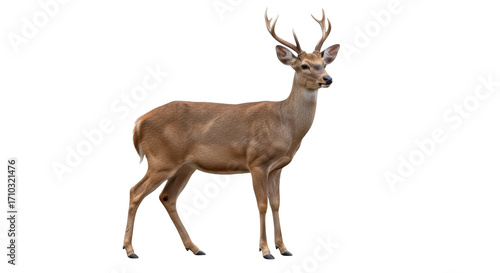 Isolated deer with antlers looking left standing gracefully in a natural pose