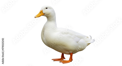 Isolated American Pekin duck with an orange beak and feet, a poultry animal posing outdoors