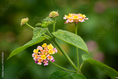 Lantana camara flowers, commonly known as common lantana or wild sage.