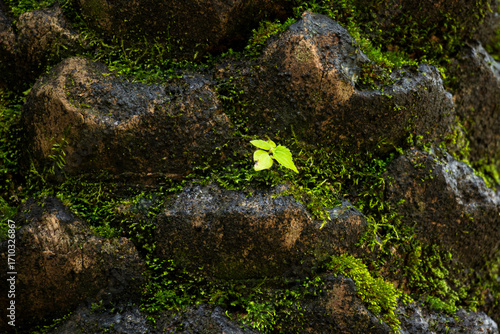 Close-up of ferns and mosses on a tree trunk in rainy forest