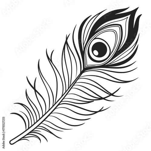 Peacock feather silhouette isolated on white background