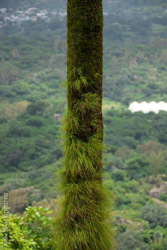 Close-up of ferns and mosses on a tree trunk in rainy forest