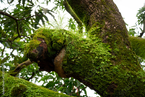 Close-up of ferns and mosses on a tree trunk in rainy forest