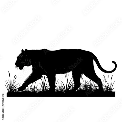 Black panther walking through grass silhouette isolated on white background