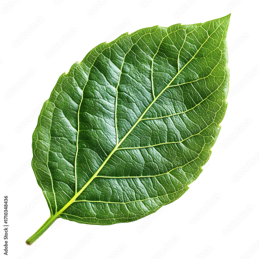 Obraz premium Vibrant Green Leaf with Serrated Edges and Prominent Veins