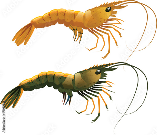 vector illustration of shrimp