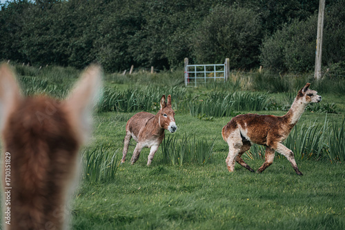 Donkey and Alpacas Playing in Countryside Field