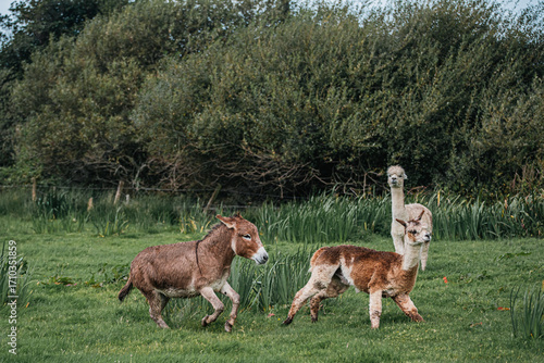 Donkey and Alpacas in Countryside Pasture