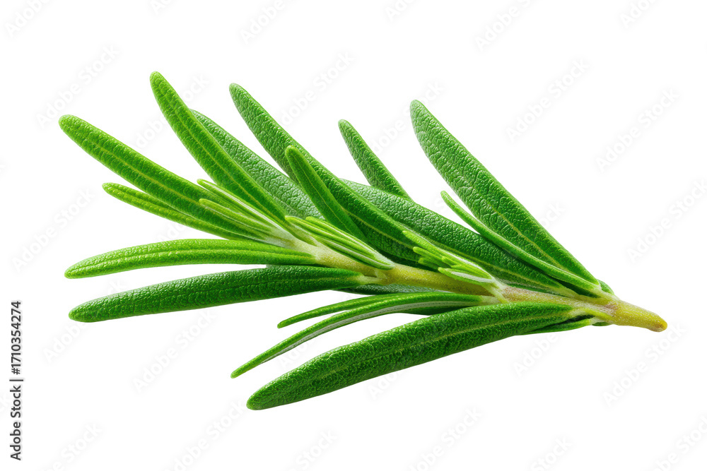 Fototapeta premium Close-up of fresh green rosemary herb isolated on black background, cut out