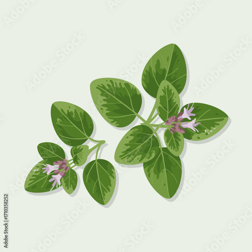 Fresh Oregano Herb Illustration with Green Leaves and Flowers