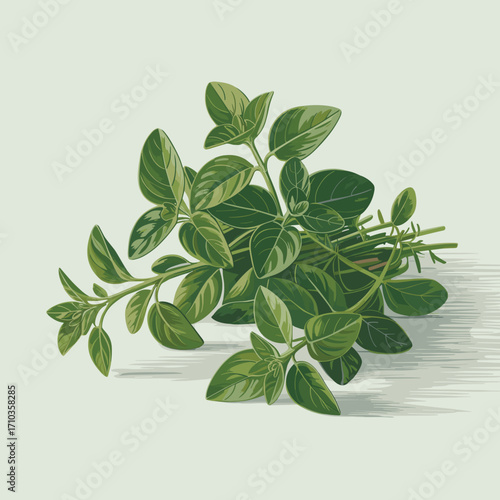 Fresh Oregano Herb Illustration with Green Leaves and Flowers