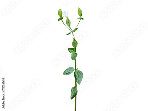 Canscora alata or samgamoli plant with flower and buds isolated on a white background