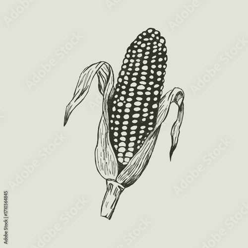 Vintage vector illustration of corn cob. Hand drawn monochrome autumn harvest sketch for thanksgiving. Retro farm food icon for fall design. Southern gothic vegetable, botanical maize element isolated