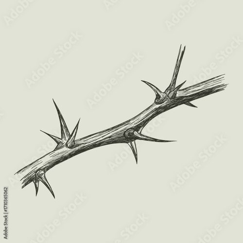 Vintage vector illustration of thorny branch. Hand drawn gothic sketch of a bramble or thorn bush. Macabre symbol of danger, pain or religion. Crown of thorns element isolated.