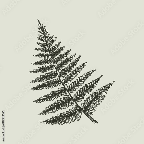 Vintage vector illustration of a fern leaf. Hand drawn botanical sketch of a forest plant frond. Retro monochrome doodle for cottagecore or gothic design. Witchcraft herb element isolated.