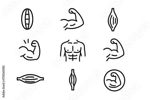 Muscle and fitness line icon set. Bodybuilding and sport symbols. Bicep flex, abs, torso and muscle fiber anatomy vector icons. Editable stroke for gym, web, and apps.