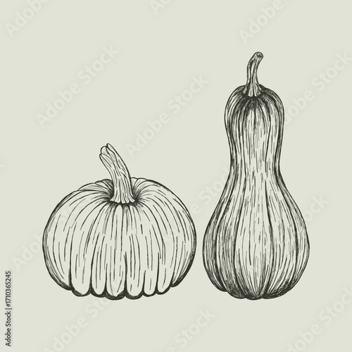 Hand drawn vector illustration of pumpkin and squash. Vintage autumn harvest sketch for thanksgiving. Retro monochrome fall food icon set. Seasonal farm vegetable, gourd elements isolated.