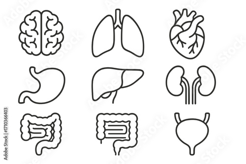 Human internal organs icon set. Simple line art collection. Anatomy, medical, biology illustration. Brain, heart, lungs, liver, kidneys, stomach, intestines, bladder vector icons.